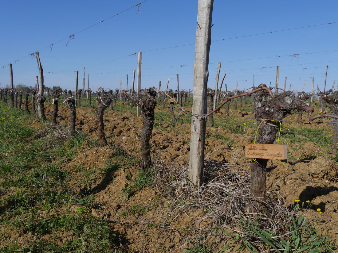 Виноградник на урожай